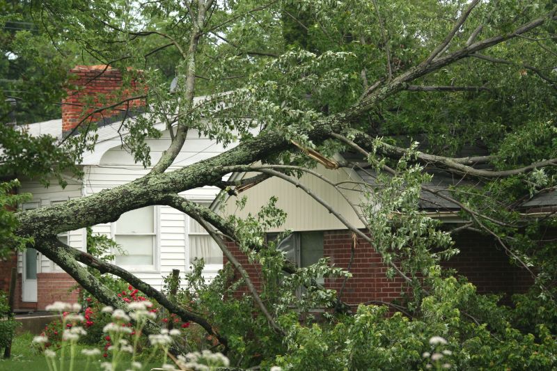 Fallen Tree on Driveway