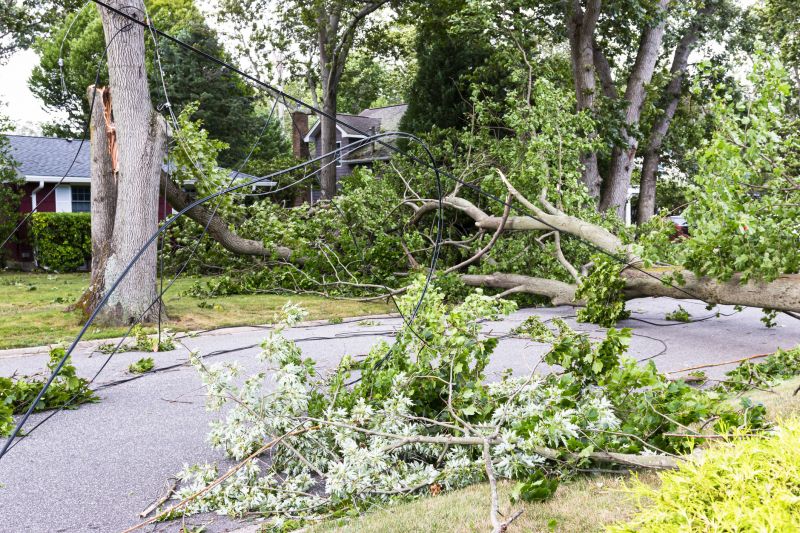 Storm Damage Tree Fall