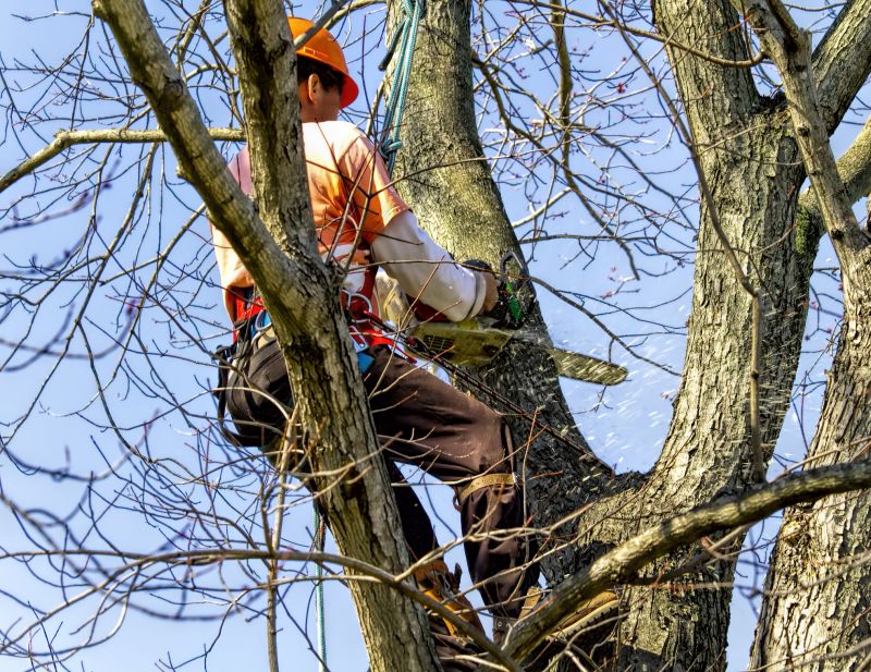 Local Tree Removal pros at work