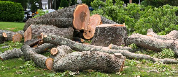 Large Tree Removal in Auburn