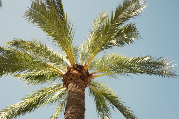 Palm Tree Removal in Auburn