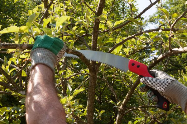 Small Tree Removal in Auburn
