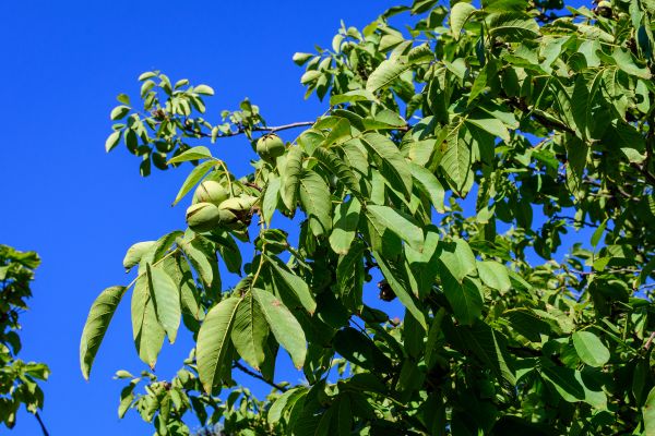 Walnut Tree Removal in Auburn
