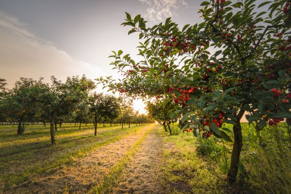 Cost of Cherry Tree Removal in Auburn