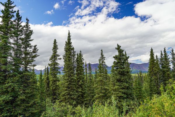 Cost of Spruce Tree Removal in Auburn