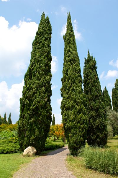 Cypress Tree Removal in Auburn