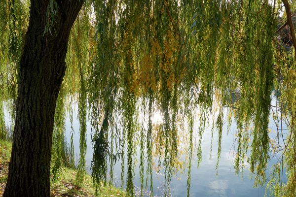 Willow Tree Removal in Auburn