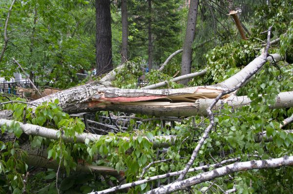Cost of Birch Tree Removal in Auburn