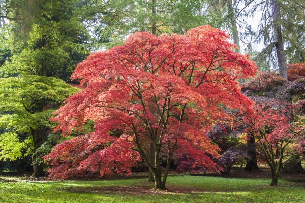 Maple Tree Removal in Auburn