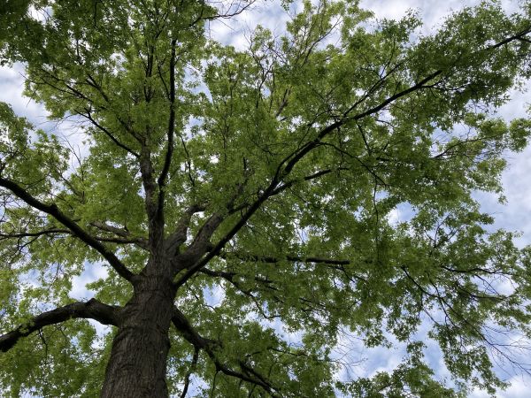 Oak Tree Removal in Auburn