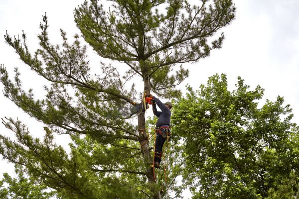 Pine Tree Removal in Auburn