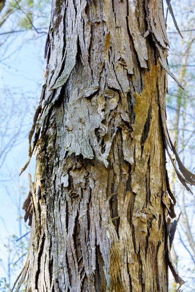 Cost of Hickory Tree Removal in Auburn