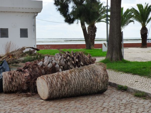 Palm Trees Removal in Auburn