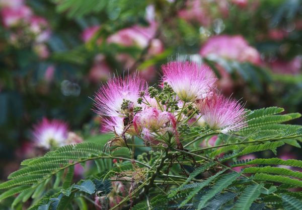Cost of Mimosa Tree Removal in Auburn