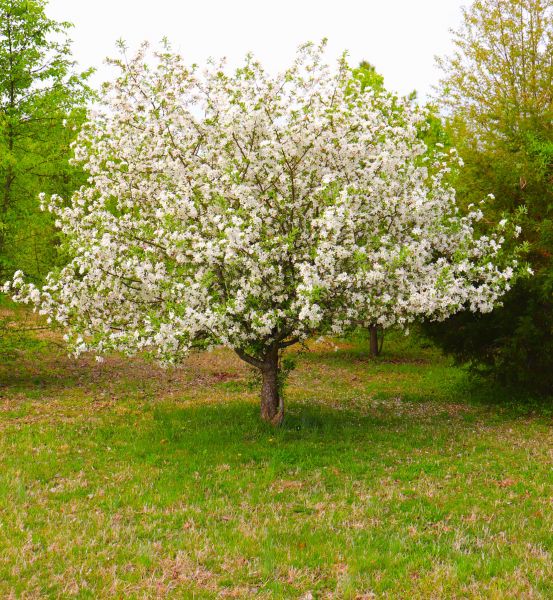 Cost of Dogwood Tree Removal in Auburn