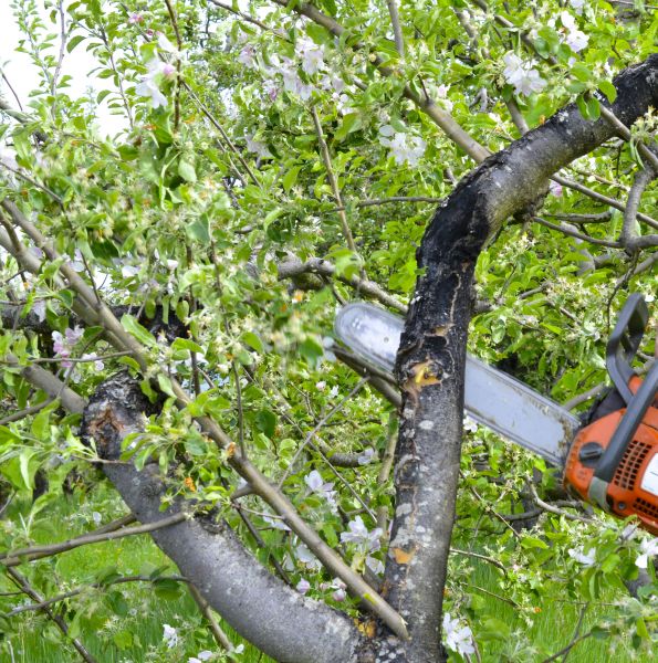 Cost of Apple Tree Removal in Auburn