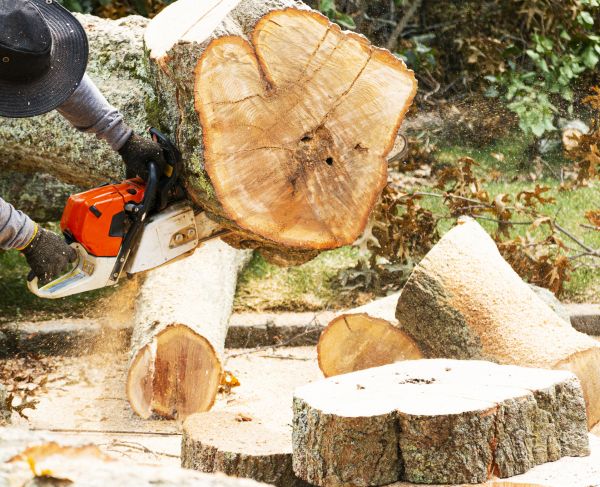Tree Removal Service in Auburn