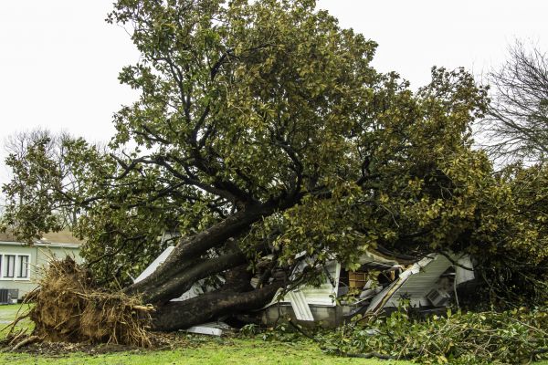 Fallen Tree Removal in Auburn