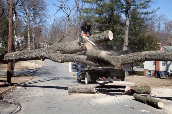 Residential Tree Removal in Auburn
