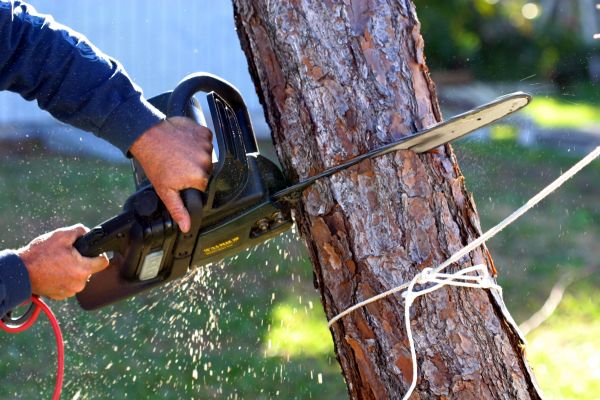 Dead Tree Removal in Auburn